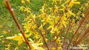 ФОРЗИЦИЯ Выращивание. Советы по уходу.//Где я посадила и как ухаживаю за форзицией.