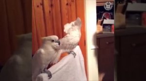 Какаду это смешно