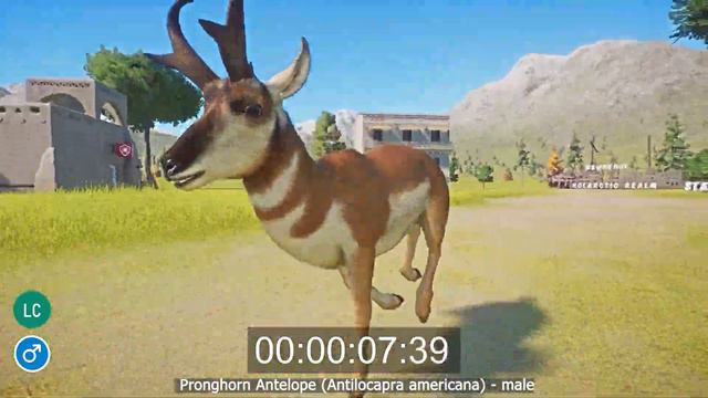 Animals from the Holarctic Realm Speed Races in Planet Zoo included Ibex, Beaver, Antelope, Tiger смотреть онлайн