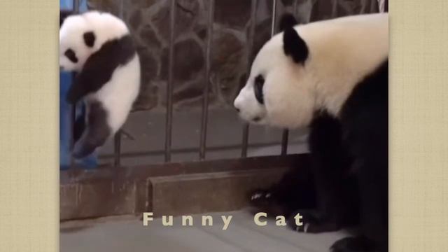 Смешные ПАНДЫ #10 / Лучшие приколы 2021 / Funny PANDA. смотреть онлайн