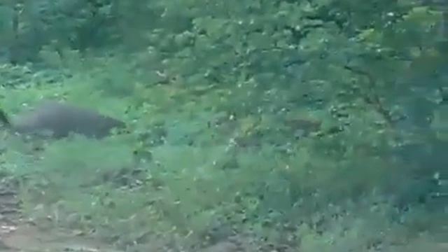 Ржавая кошка и монгуст смотреть онлайн