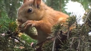 Белочка . Шишки грибочки