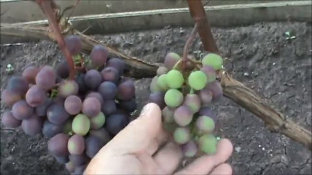 Про виноград Вспомним лето смотреть онлайн