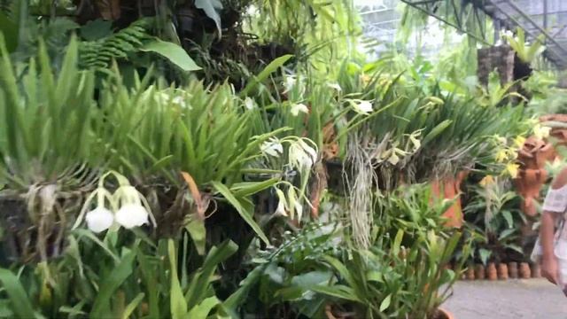 Тропический сад мадам Нонг Нуч. Орхидеи, бромелии, адениумы. Тайланд. Паттайя. смотреть онлайн