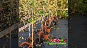 Слива Яхонтовая