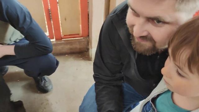 Городская ферма на ВДНХ, кормление козлят, май 2022 смотреть онлайн