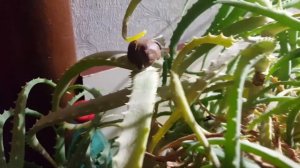 Подрезка алоэ