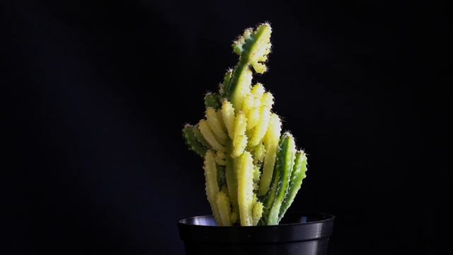 Acanthocereus tetragonus f. variegata - Fairy Castle cactus variegated смотреть онлайн