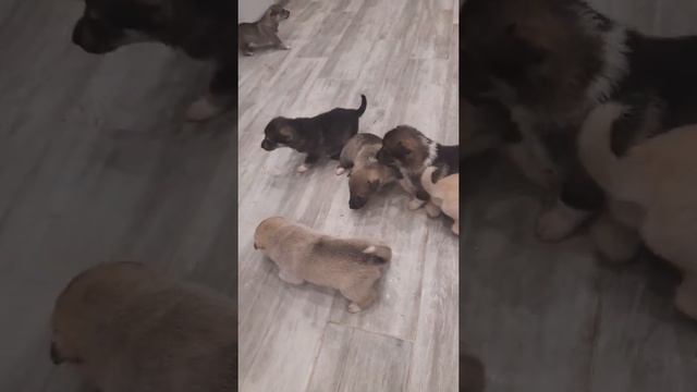 Щенки ЗСЛ 15 дней от рождения смотреть онлайн