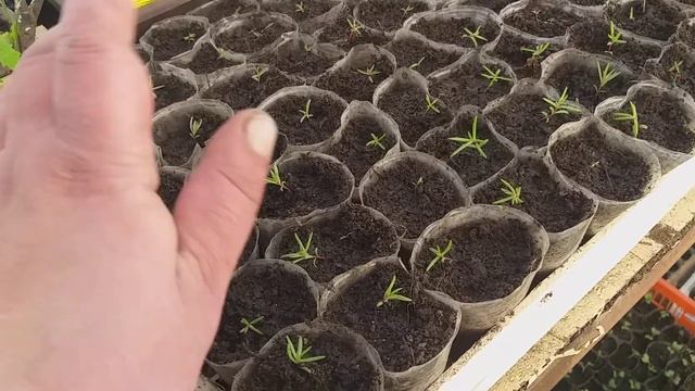 Полив в теплице!!!07.04.21👩🎓👩🎓👩🎓 смотреть онлайн