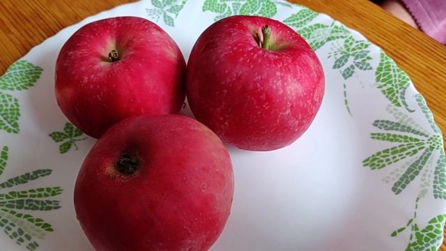 Сорт яблони Яркое лето. Летний сорт для Московской области. смотреть онлайн
