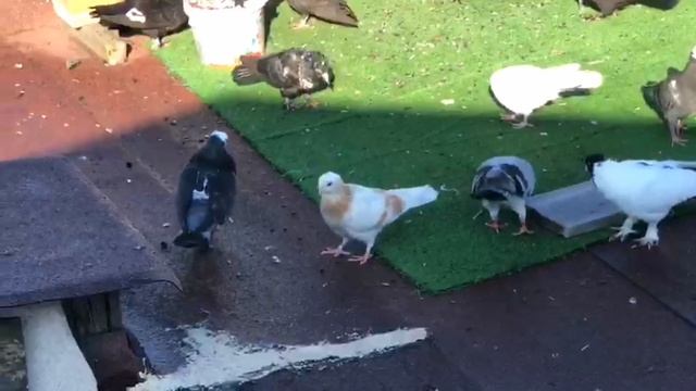 Голуби Турции породы Келебек и Баска. город Стамбул. Pigeons of Turkey Kelebek and Baska. Istanbul смотреть онлайн