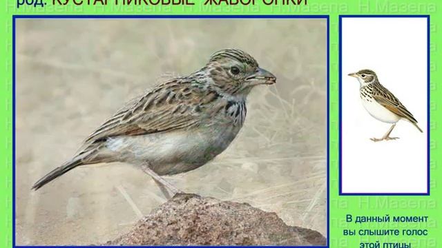 Жаворонок. Кустарниковые жаворонки. Голоса птиц смотреть онлайн