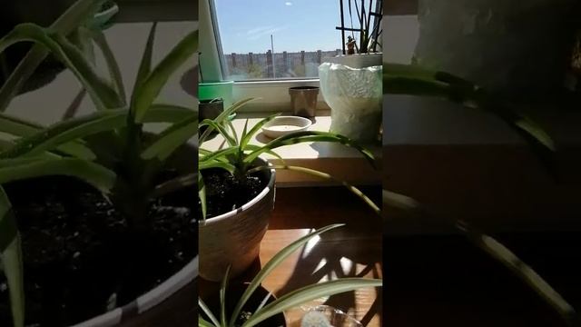 Садим хлорофитум ? смотреть онлайн