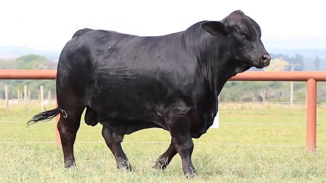 LOTE 37 - VPJ LOTUS 1012 COWBOY смотреть онлайн