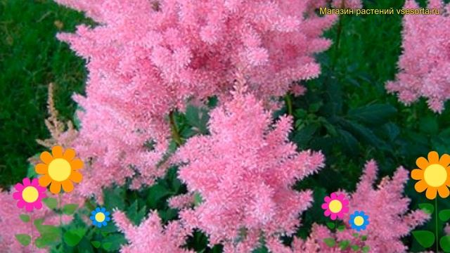 Астильба японская. Краткий обзор, описание характеристик astilbe japonica Rhytm and Beat смотреть онлайн