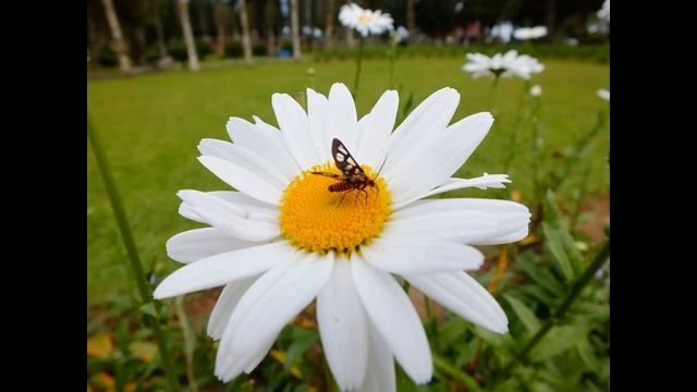 Prosumer Camera Fujifilm Finefix HS35EXR Beginner