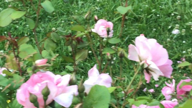 Rosier anglais 'Gertrude Jekyll®'Un parfum de rose ancienne il distille смотреть онлайн