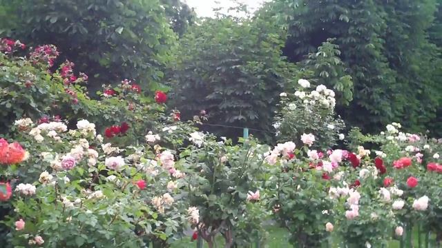 Vienna's Secret Rose Garden