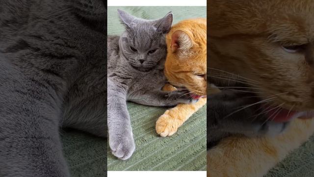 Бэба и ее любимый Масяня❤ Британские котята в Москве. На данный момент все малыши проданы #котики смотреть онлайн