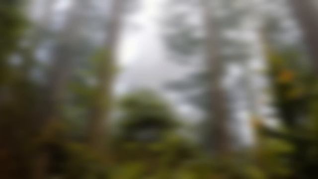 Нежная музыка, успокаивает нервную систему и радует душу 🌿 лечебная музыка для сердца и сосудов #13 смотреть онлайн