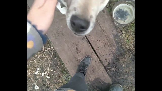 Как дрессировать взрослую собаку смотреть онлайн