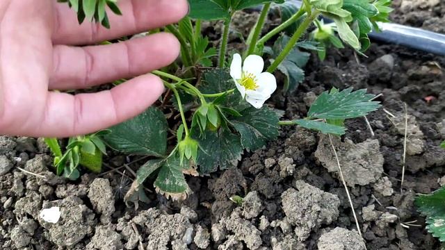 Клубника Диамант цветёт 2020 смотреть онлайн