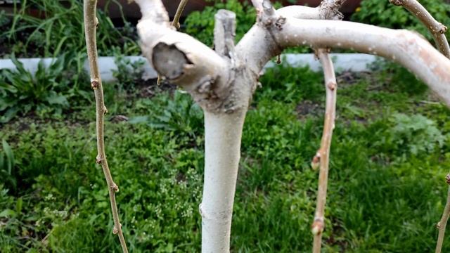 Как перезимовала плакучая #шелковица (тутовник). Вторая зима после посадки тутовника в #Башкирии смотреть онлайн