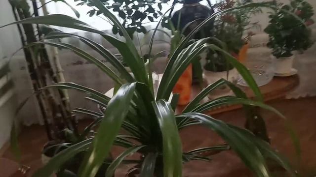 Красивое комнатное растение.Панданус.Размножение.Уход. смотреть онлайн