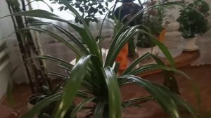 Красивое комнатное растение.Панданус.Размножение.Уход.
