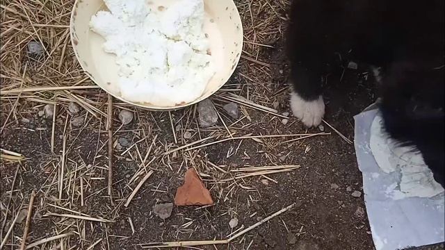 Дыхание смерти рядом./ Приют для собак г Ефремов смотреть онлайн