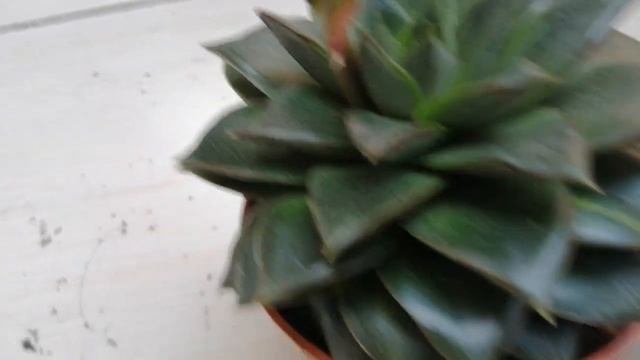 ECHEVERİA PURPUSORUM HEM DE VARİEGATA