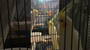 Прогулки с попугаем. Как гулять с попугаем?