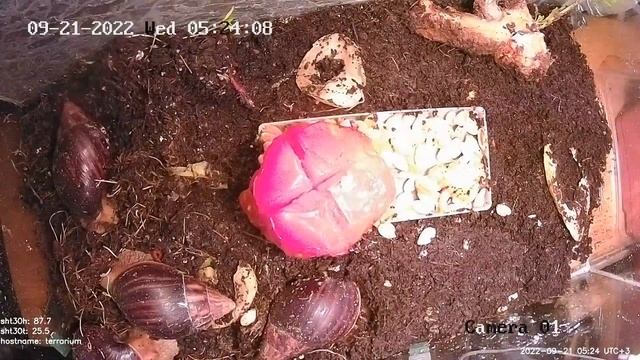 Ахатины: тыква, помидора, кладка Timelaps