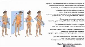 Фитнес обучение.  Урок 2.  Введение в анатомию.  Оси и плоскости.