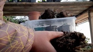 Крупнолистная гортензия Мисс Саори