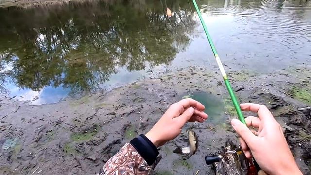 НЕ РЕАЛЬНАЯ РЫБАЛКА. Сколько же рыбы, в этой луже? Собираю снасть на "коленях", и ловлю рыбу. смотреть онлайн