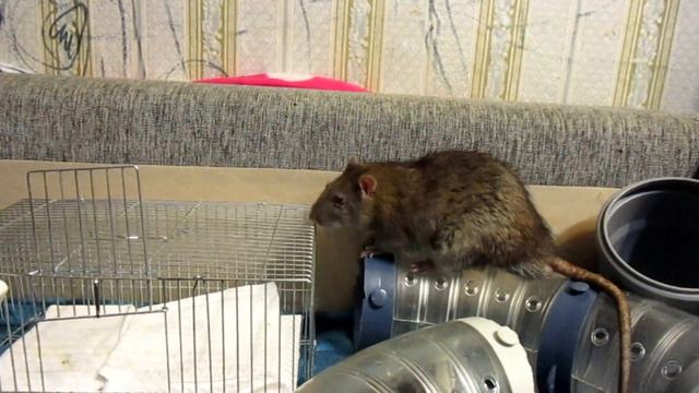 Дикари | Вот такие пасюки, и дИкоРашка! (Wild Rats | Дикие Крысы) смотреть онлайн