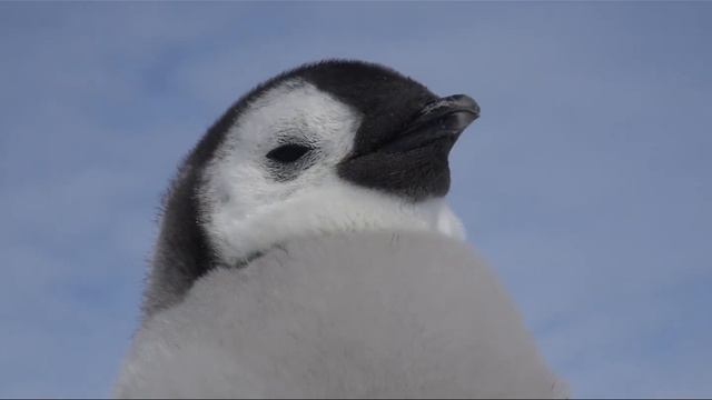 ЖИВОТНЫЕ СЕВЕРА! Animals of the North! смотреть онлайн