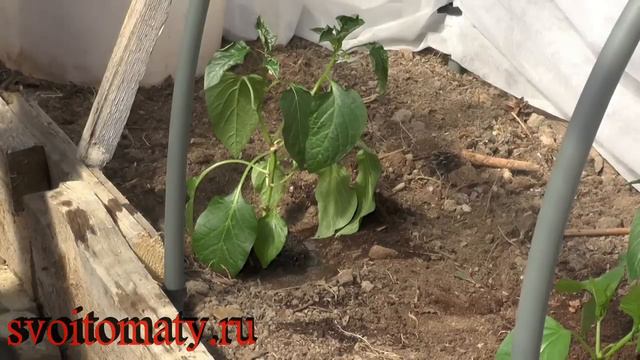 Высаживаем переросшую рассаду смотреть онлайн