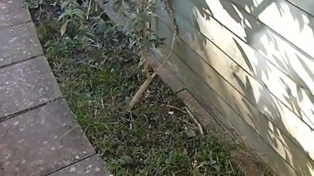 Hydrangea And Buddleia - February 2018