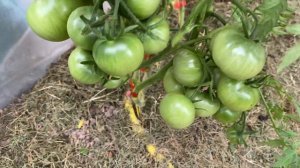 НЕОБЫКНОВЕННЫЙ ТОМАТ. Томат Голубые ели.Очень урожайный!