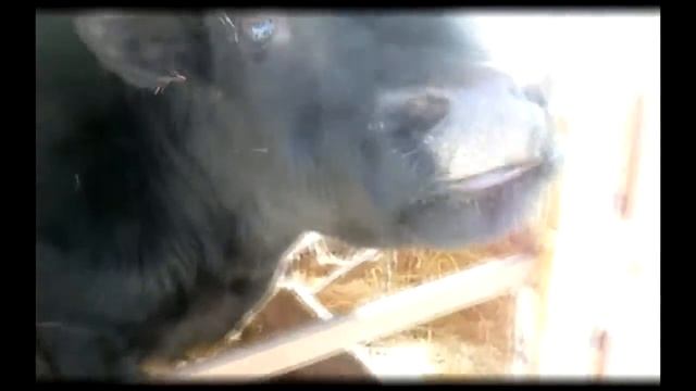 Бык Голштин-Абердин смотреть онлайн