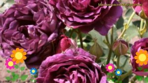 Роза флорибунда Минерва. Краткий обзор, описание характеристик, где купить саженцы Minerva