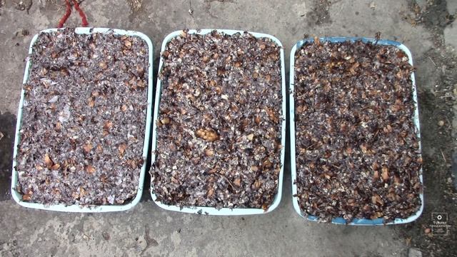 Делаем топливные брикеты из шишек. Просто формуем без использования пресса смотреть онлайн