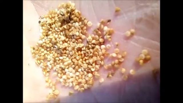 Як, насправді, виглядає насіння амаранту їстівного "Оранжевий гігант"? смотреть онлайн