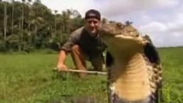 Индийская королевская кобра смотреть онлайн