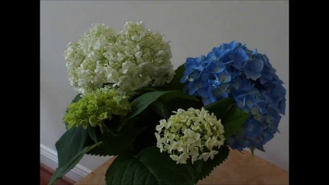 Hydrangea Flower Bloom Time Lapse смотреть онлайн