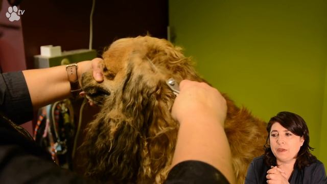 Kitty Talks Dogs: grooming Rudolph the American Cocker | TRANSGROOM смотреть онлайн
