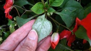 Ампельные импатиенсы — цветок, посадка и уход